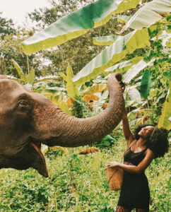 My Elephant Experience in Chiang Mai, Thailand